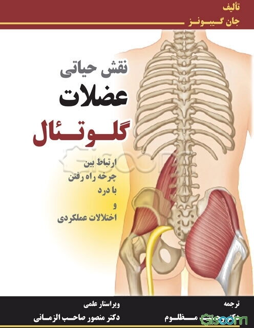 نقش حیاتی عضلات گلوتئال «ارتباط بین چرخه راه رفتن با درد و اختلالات عملکردی»