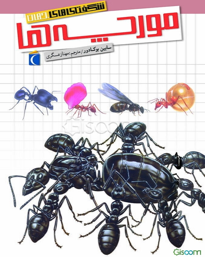 شگفتی‌های جهان: مورچه‌ها