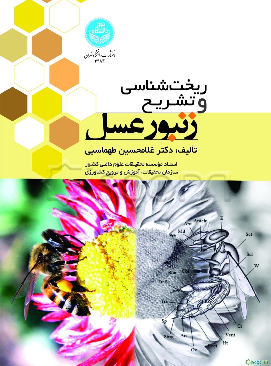 ریخت‌شناسی و تشریح زنبور عسل