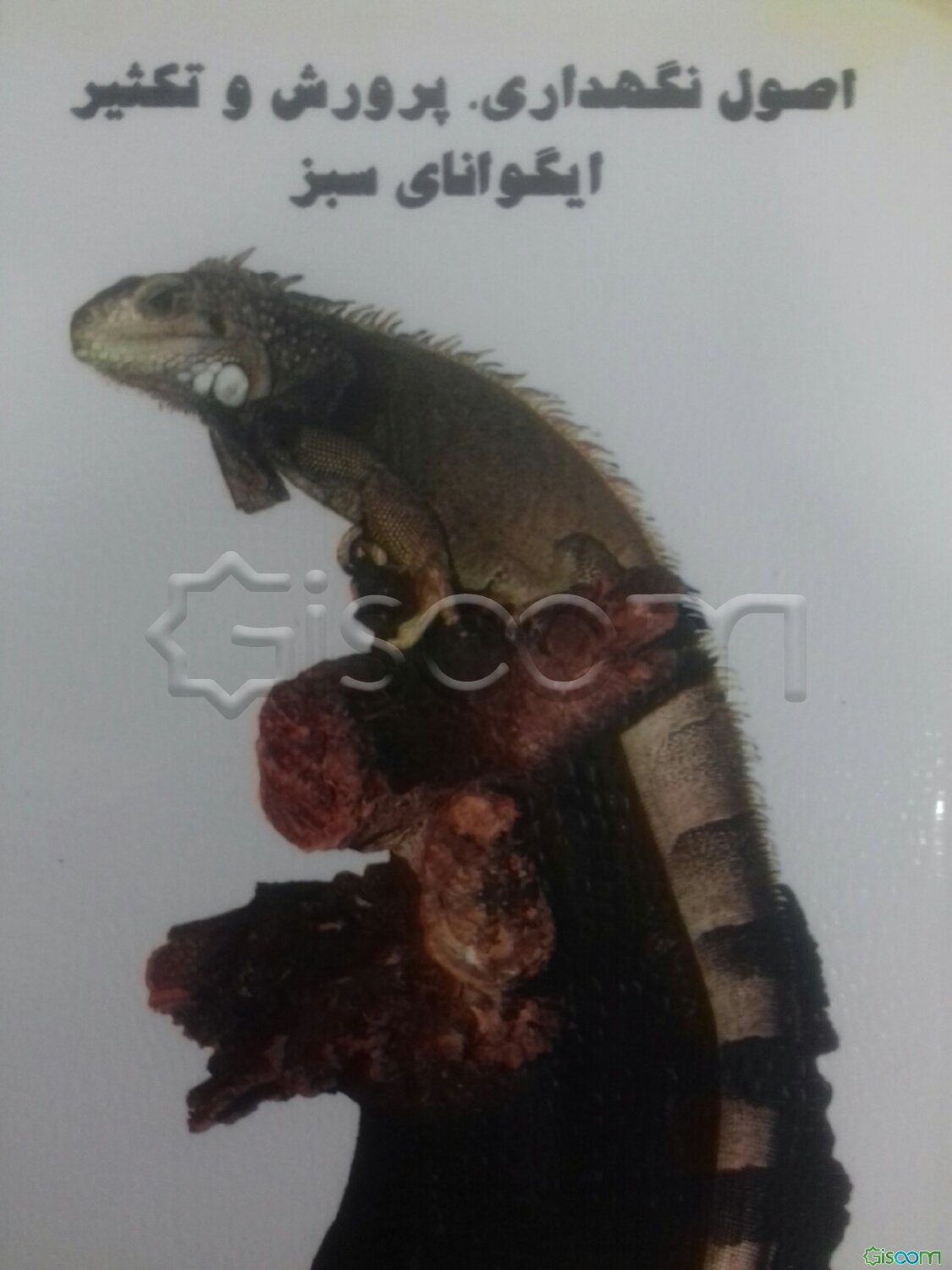 اصول نگهداری، پرورش و تکثیر ایگوانای سبز