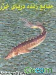 منابع زنده دریای خزر