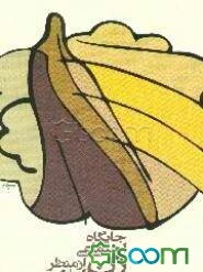 جایگاه اجتماعی زن از منظر اسلام