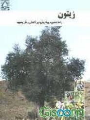 زیتون: رده‌بندی، پیدایش، پراکنش و تاریخچه