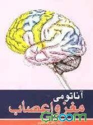 آناتومی مغز، نخاع و اعصاب