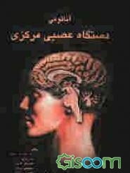 آناتومی دستگاه عصبی مرکزی