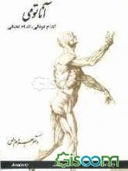 آناتومی اندام فوقانی، اندام تحتانی