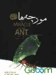 معجزه‌ای به نام مورچه