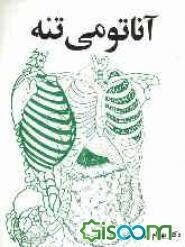 آناتومی تنه: قفسه سینه (توراکس) Thorax، ابدومن (شکم) Abdomen، لگن (پلویس) Pelvis