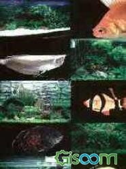 راهنمای جامع ماهیان زینتی آب شیرین