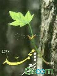 مجموعه شعر محمد