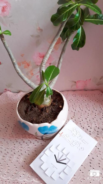 سه دقیقه در قیامت: تجربه‌ای نزدیک به مرگ