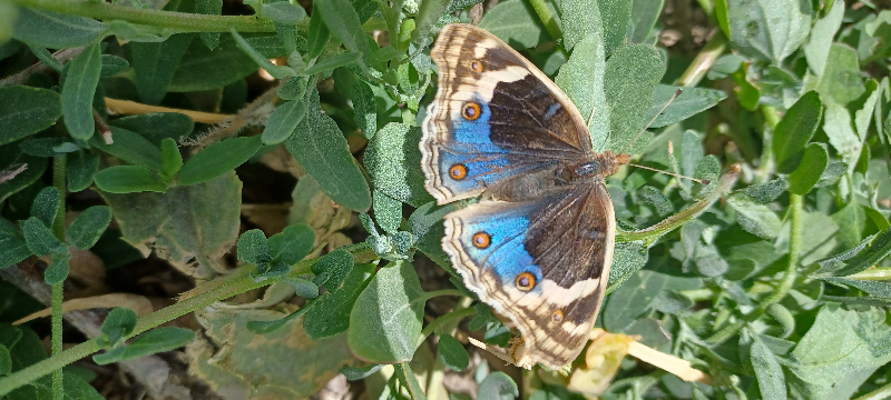 پروانه‌های ایران (روز پروازها)